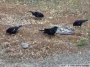 Red-winged Blackbird