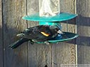 Red-winged Blackbird