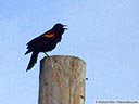 Red-winged Blackbird