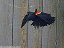 Red-winged Blackbird