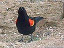 Red-winged Blackbird