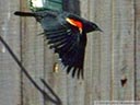 Red-winged Blackbird