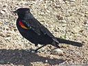 Red-winged Blackbird