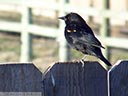 Red-winged Blackbird