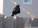 Red-winged Blackbird