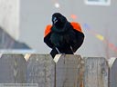 Red-winged Blackbird