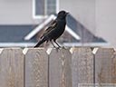 Red-winged Blackbird