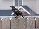 Red-winged Blackbird