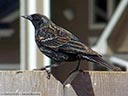 Red-winged Blackbird